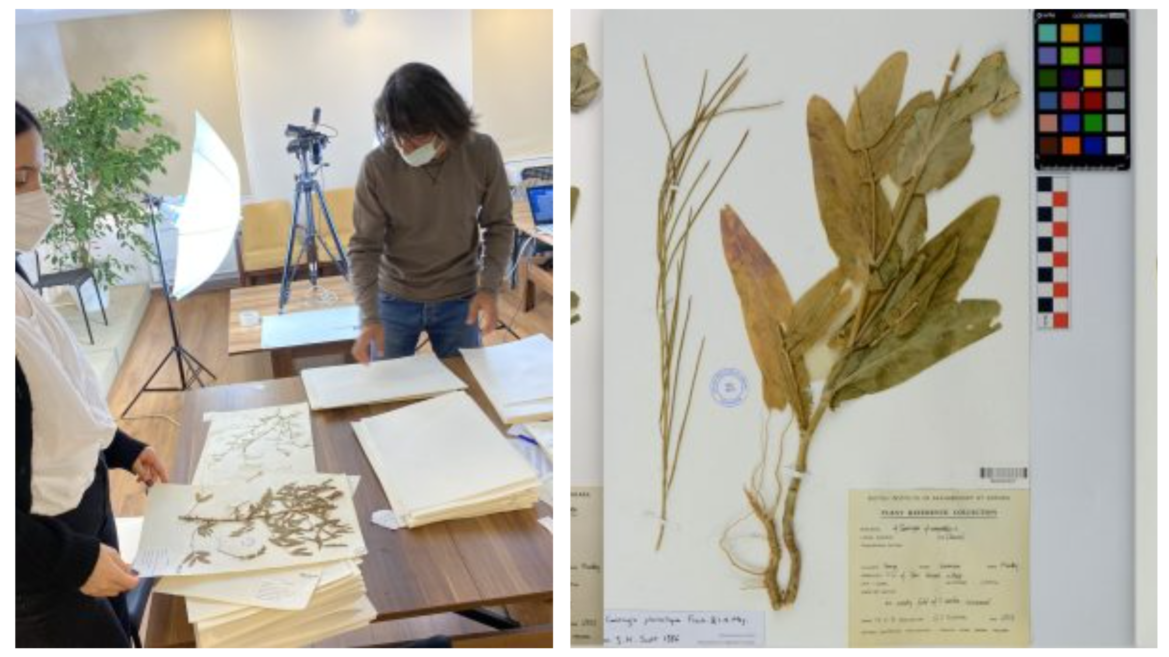 Herbarium Digitisation Project