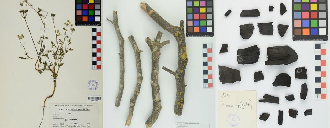 Botanical Reference Collection