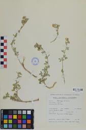 Specimen B+B 108