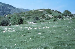 Ruins of The Ancient City