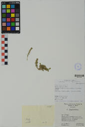 Specimen NM 1275