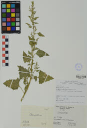Specimen NM 1465