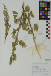 Specimen RMN 1684
