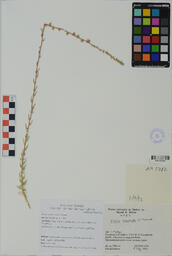 Specimen NM 1782