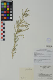 Specimen NM 1716