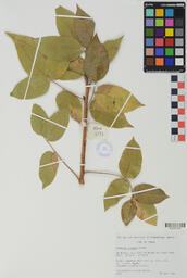 Specimen RMN 3133