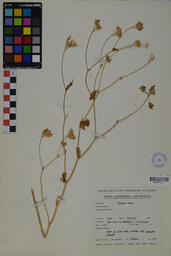 Specimen GCH 3203
