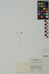 Specimen NM 1837