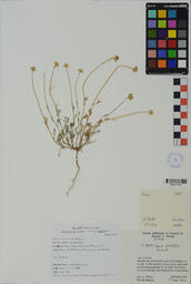 Specimen NM 1586