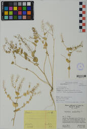 Specimen NM 1254