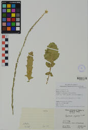 Specimen NM 1457