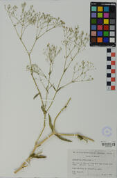 Specimen RMN 1212