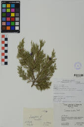 Specimen NM 1421