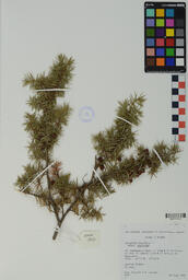 Specimen RMN 1827