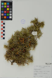 Specimen RMN 3160