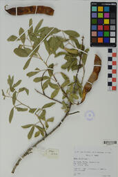 Specimen RMN 1574