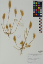 Specimen RMN 1650
