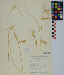 Specimen B+B 152