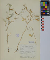 Specimen GCH 2828