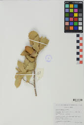 Specimen RMN 3128