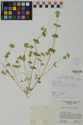 Specimen NM 1588