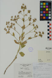 Specimen NM 1762