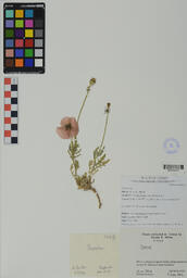 Specimen NM 1623