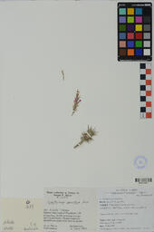 Specimen NM 1673