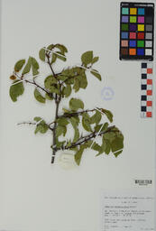 Specimen RMN 1777 A