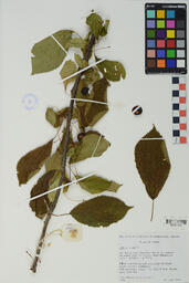 Specimen RMN 1834