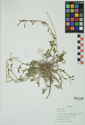 Specimen DHF 105