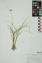 Specimen RMN 1176 A
