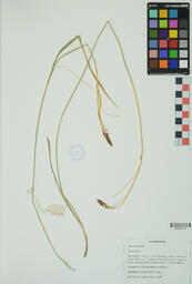 Specimen GCH 2395