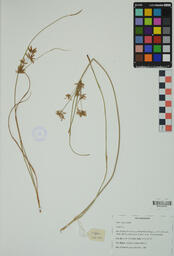 Specimen GCH 1969