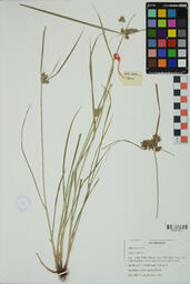 Specimen GCH 2139