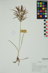 Specimen GCH 2401