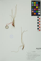 Specimen GCH 2574