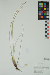 Specimen DHF 131