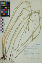 Specimen GCH 2821
