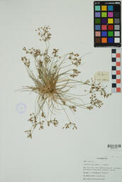 Specimen GCH 2989
