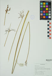 Specimen GCH 3573