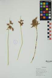 Specimen SP 164