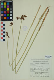 Specimen GCH 2903