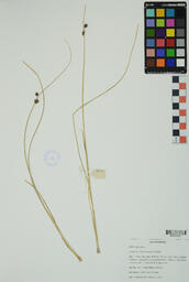 Specimen DHF 53