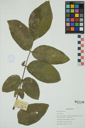 Specimen B+B 341