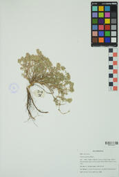Specimen DH 38