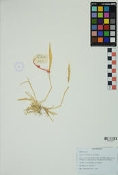 Specimen PS 503