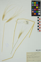 Specimen RMN 1825