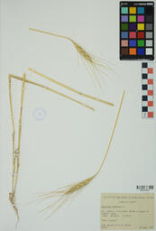 Specimen RMN 2719 A