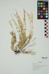 Specimen PS 361
